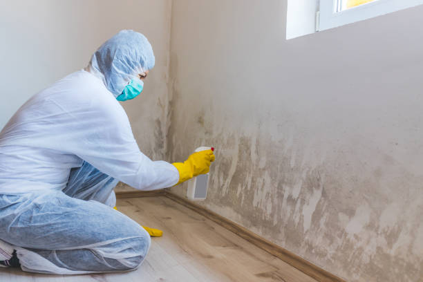 Licensed Attic Mold Removal service in Saratoga, NC - WQB Mold Removal