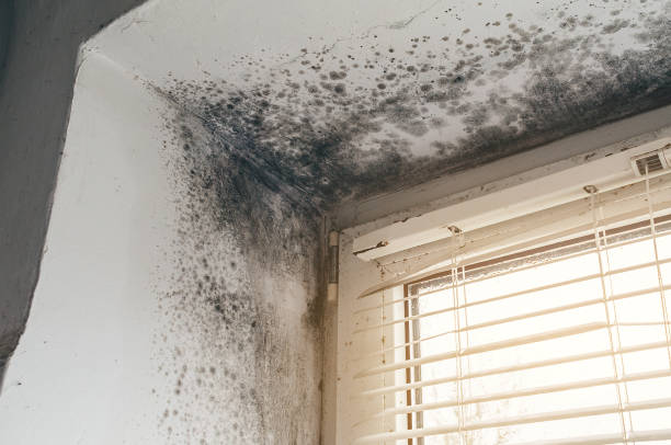 Affordable Attic Mold Removal solutions in Saratoga, NC